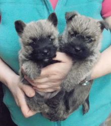 2 Cairn Puppies ready for adoption