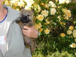 Cairn Puppies Ready 4 Loving Homes