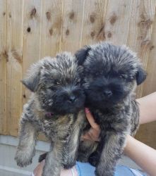 Kc Cairn Terrier Puppies