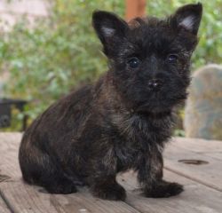 Cairn Terrier Puppies For adoption