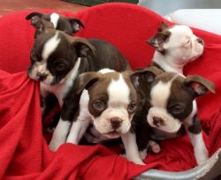 champagne Carriers pups for adoption