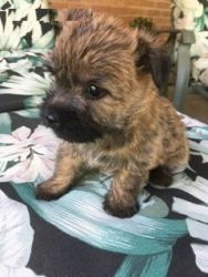 cheerful male and female CAIRN TERRIER pups