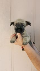 ADORABLE AKC Cairn Terrier PUPS