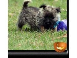 Male and female Cairn Terrier puppies
