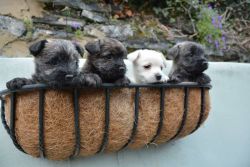Adorable Westie X Cairn Terrier Pups