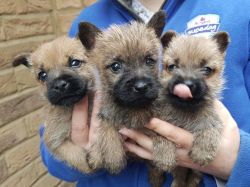 Cairn Terrier Pups Ready For Homes