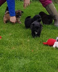 lovely cain terrier puppies locking for new