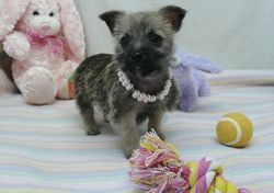 Awesome Cairn Terrier Pups