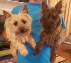 1 year old cairn terrier sisters