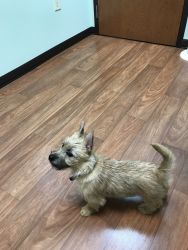 Puppy Looking For New Home