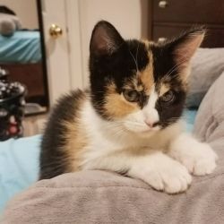 Uazwqz Calico kittens for adoption