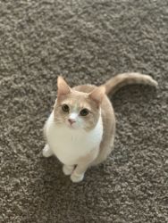 Butterscotch, 5 year old male cat