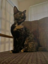 Sweet, loving calico for sell!