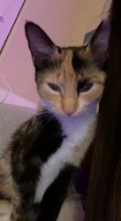 Calico cat for adoption