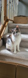 Sweet Calico Female Cat