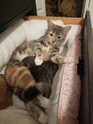 Need a new home for a lovely momma and her 3 babies