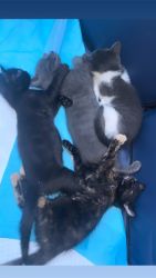 4 kittens -1 boy, 3 girls