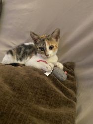 Calico Kitty for sale
