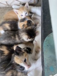 Beautiful Calico Kittens