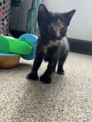 Calico Kitten!!! (Female)