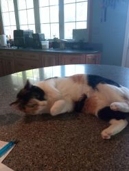 FREE Calico 3yrs. Old Very Sweet Female