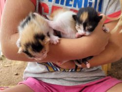 Female Calico Kittens