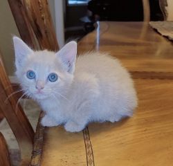 Calico/Bombay kittens