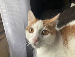 Orange spotted calico cat