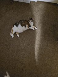 Phat fat cat