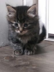 kitten for sale