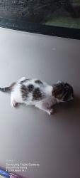 Calico baby cat is for sell