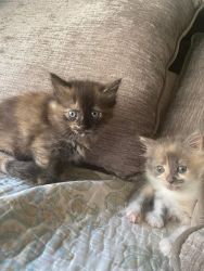 2 Female Calico Kittens.