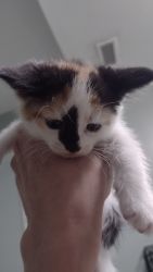 Calico Female Kitten