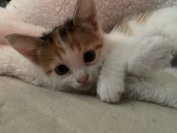 calico female kitten for sale