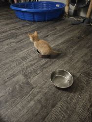 Have a bunch of cats and kittens that need a good home