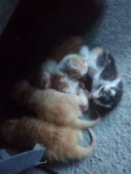 10 kittens need home