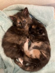 Calico/Russian blue kittens