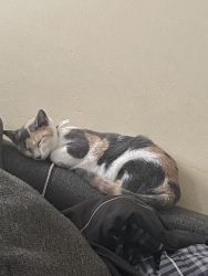 Female Calico Cat