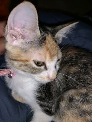 Calico/Tabby Cat For Sell