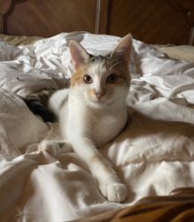 Calico domestic short haired