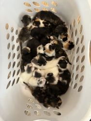 20 kittens for sale