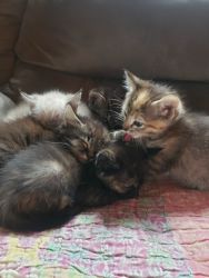 2 girl Simese kittens