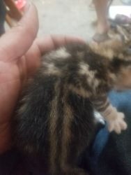Male calico kitten