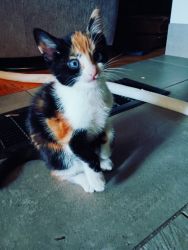 6 week old calico kittens, four females