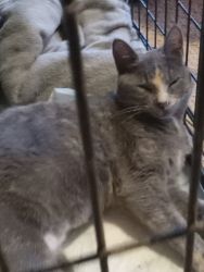 Female orange and grey cat