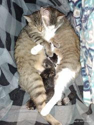 2 momma cats and 5 kittens