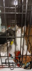 4 baby kittens ready for immediate adoption
