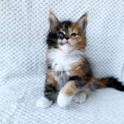 Main coone kittens for sale