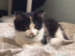 11 Week old female calico kitten ready for her forever home