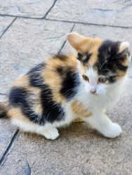 Calico Female Kitten